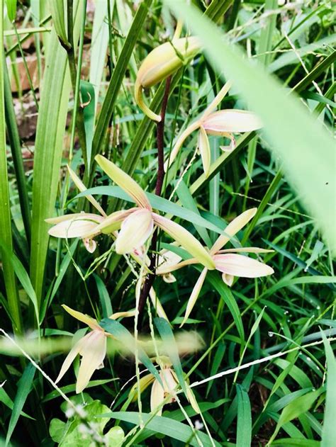 蘭花材料|種蘭花用什麼土？軟硬型介質搭配種植指南 